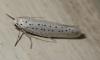 Yponomeuta evonymella